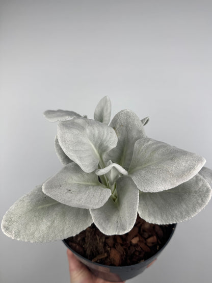 Senecio Candicans “Angel Wings”