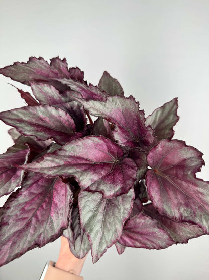 Begonia “Maori Haze”