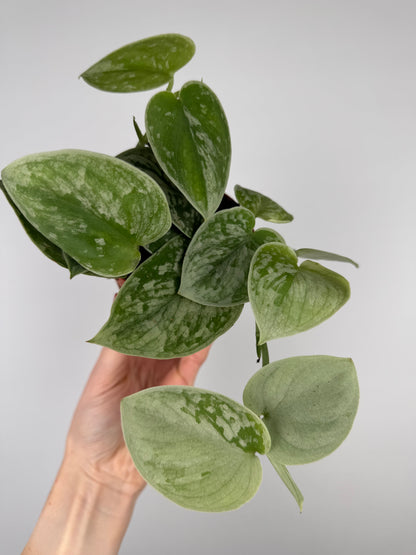 Scindapsus Pictus 'Silvery Ann'