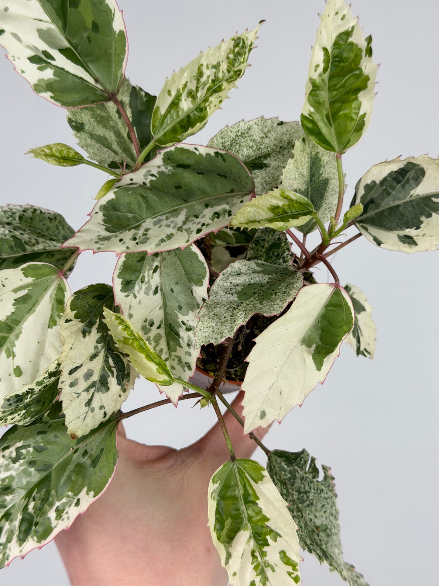 Hibiscus rosa-sinensis 'Variegata' Hibiscus Tropical Corner