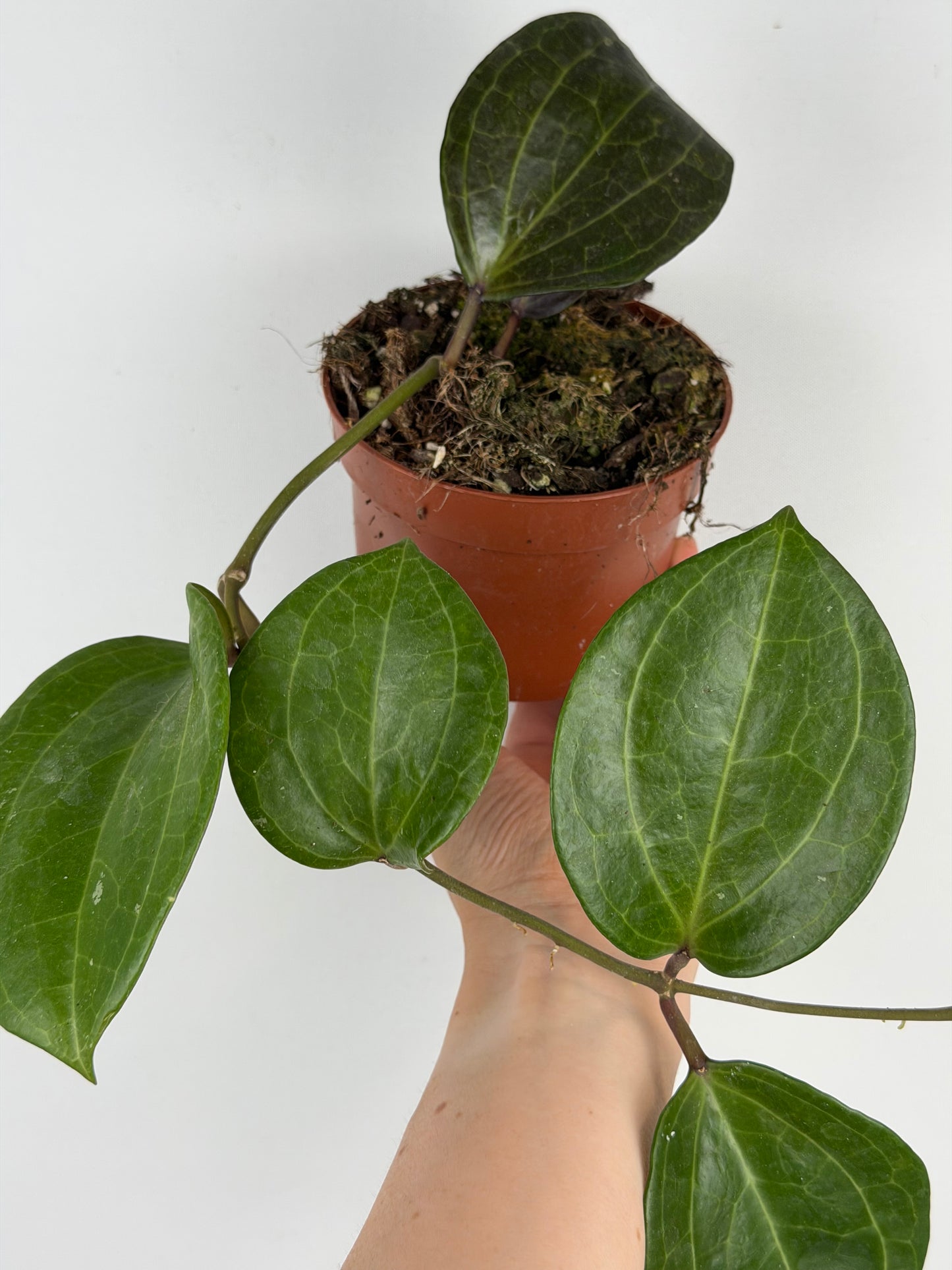 Hoya Sarawak Cream Hoya Tropical Corner