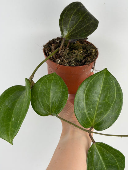 Hoya Sarawak Cream Hoya Tropical Corner