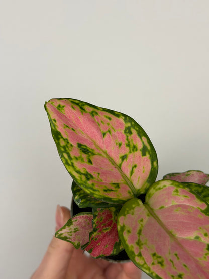 Aglaonema Red Valentine