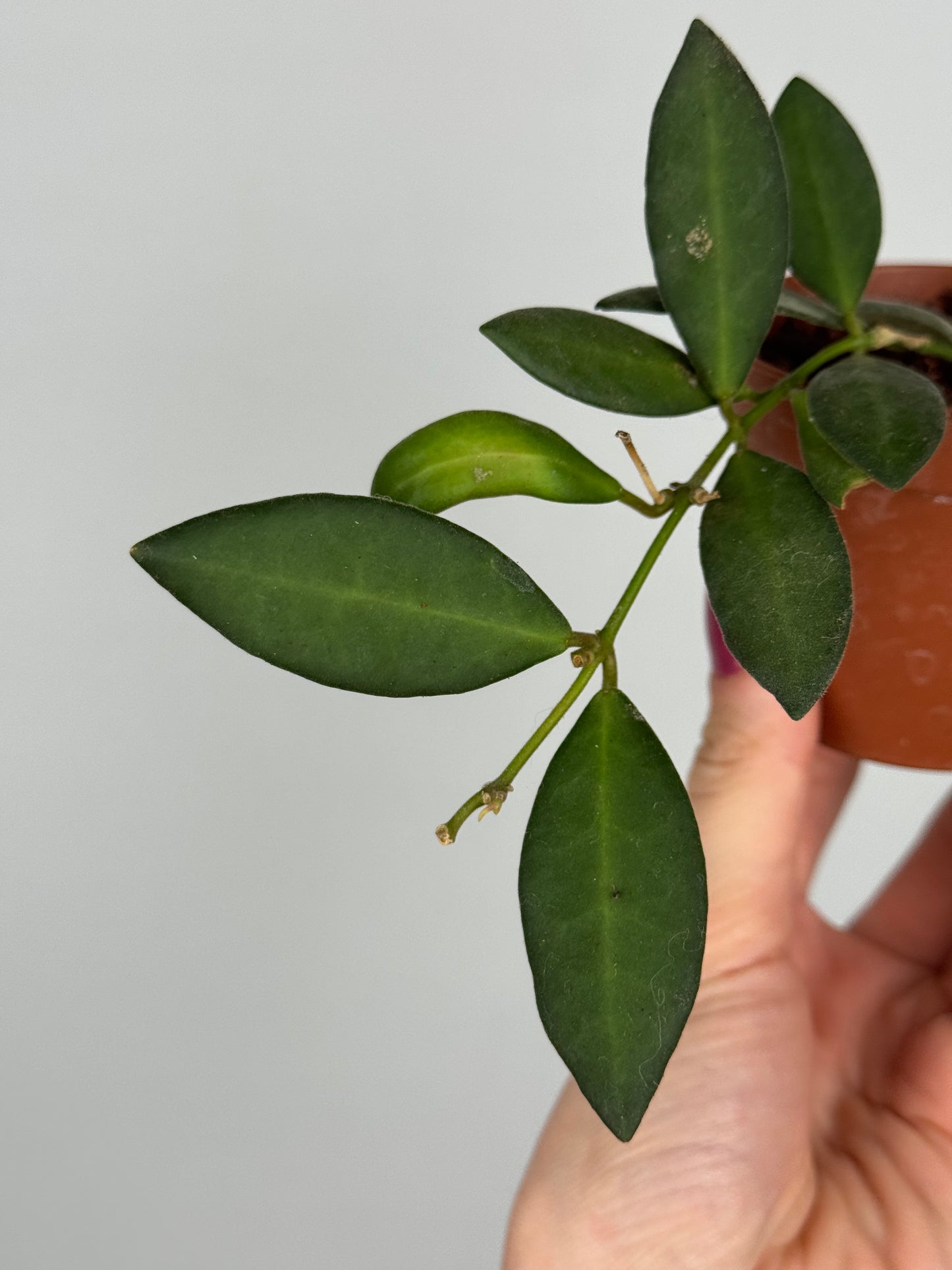 Hoya Burtoniae | Erica