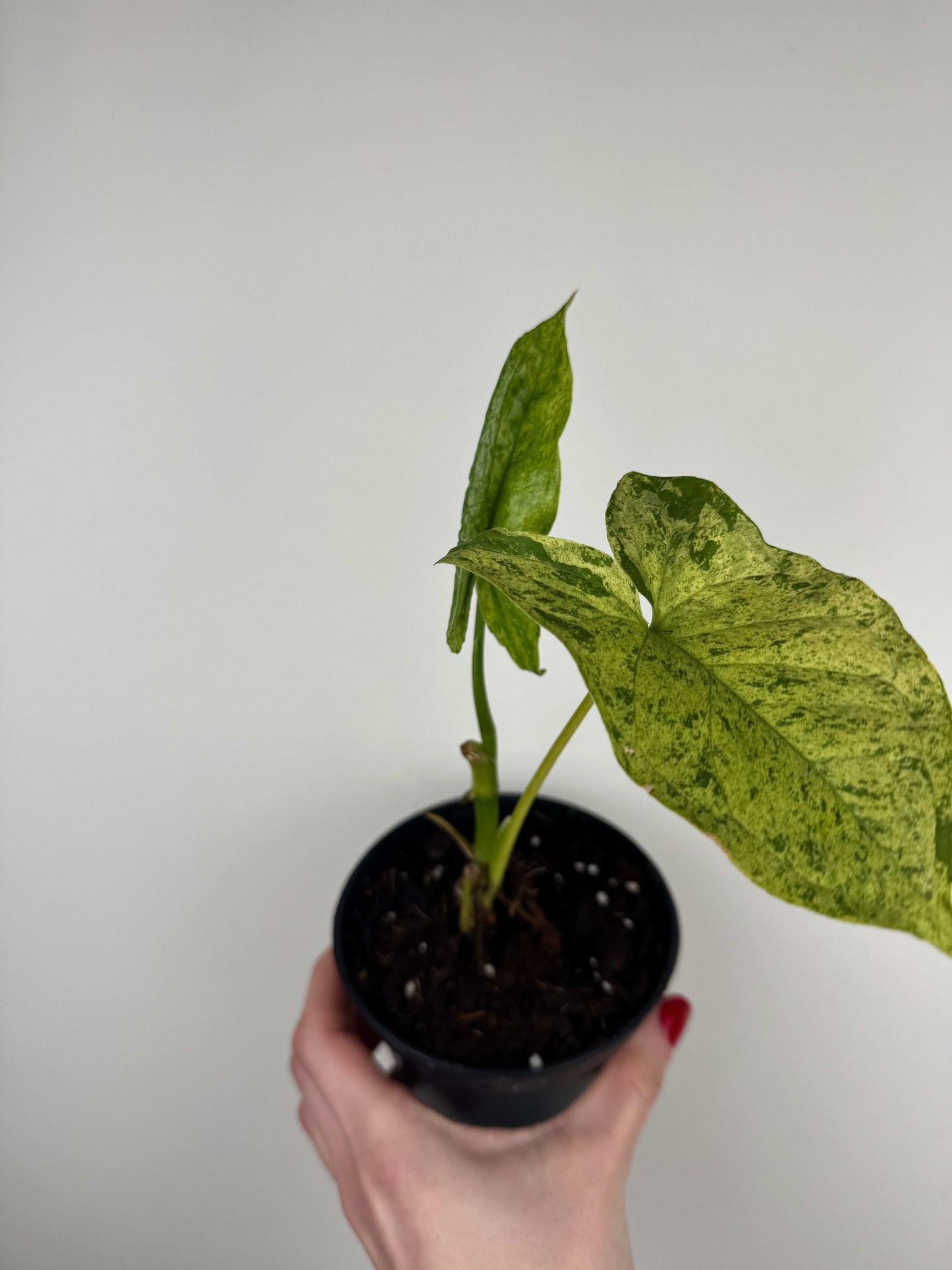 Syngonium “Mottled Mojito” | Marco