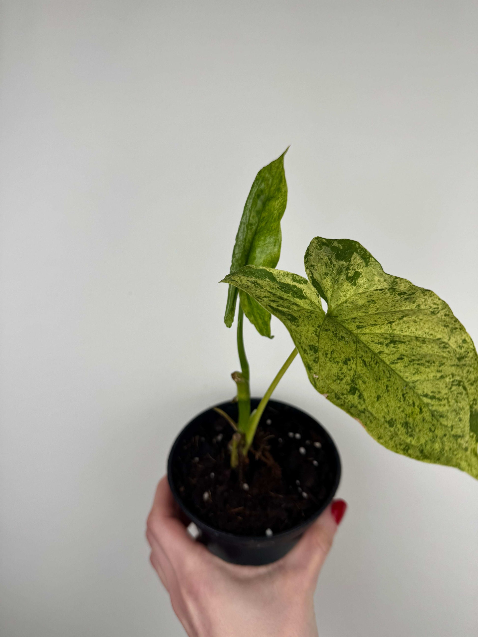 Syngonium “Mottled Mojito” | Marco