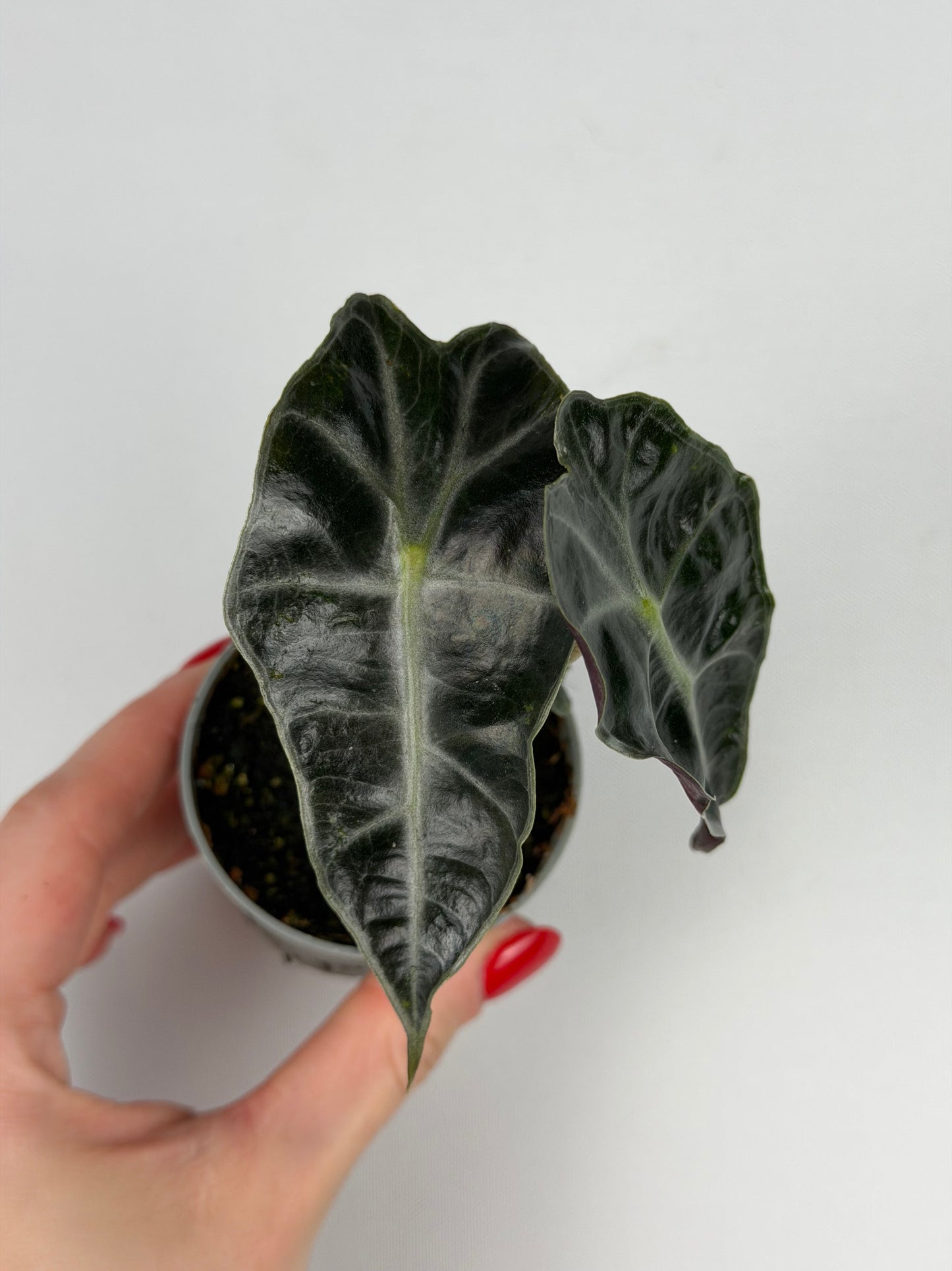 Alocasia Amazonica 'Polly' Alocasia Tropical Corner