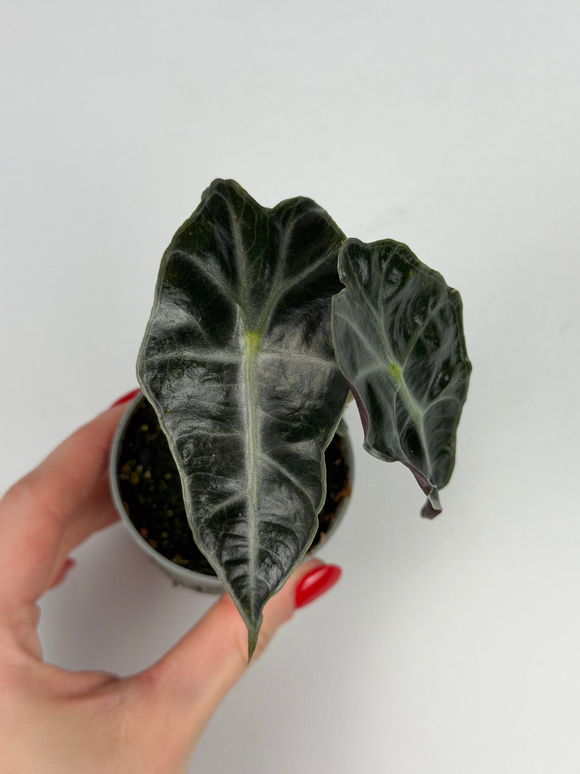 Alocasia Amazonica 'Polly' Alocasia Tropical Corner