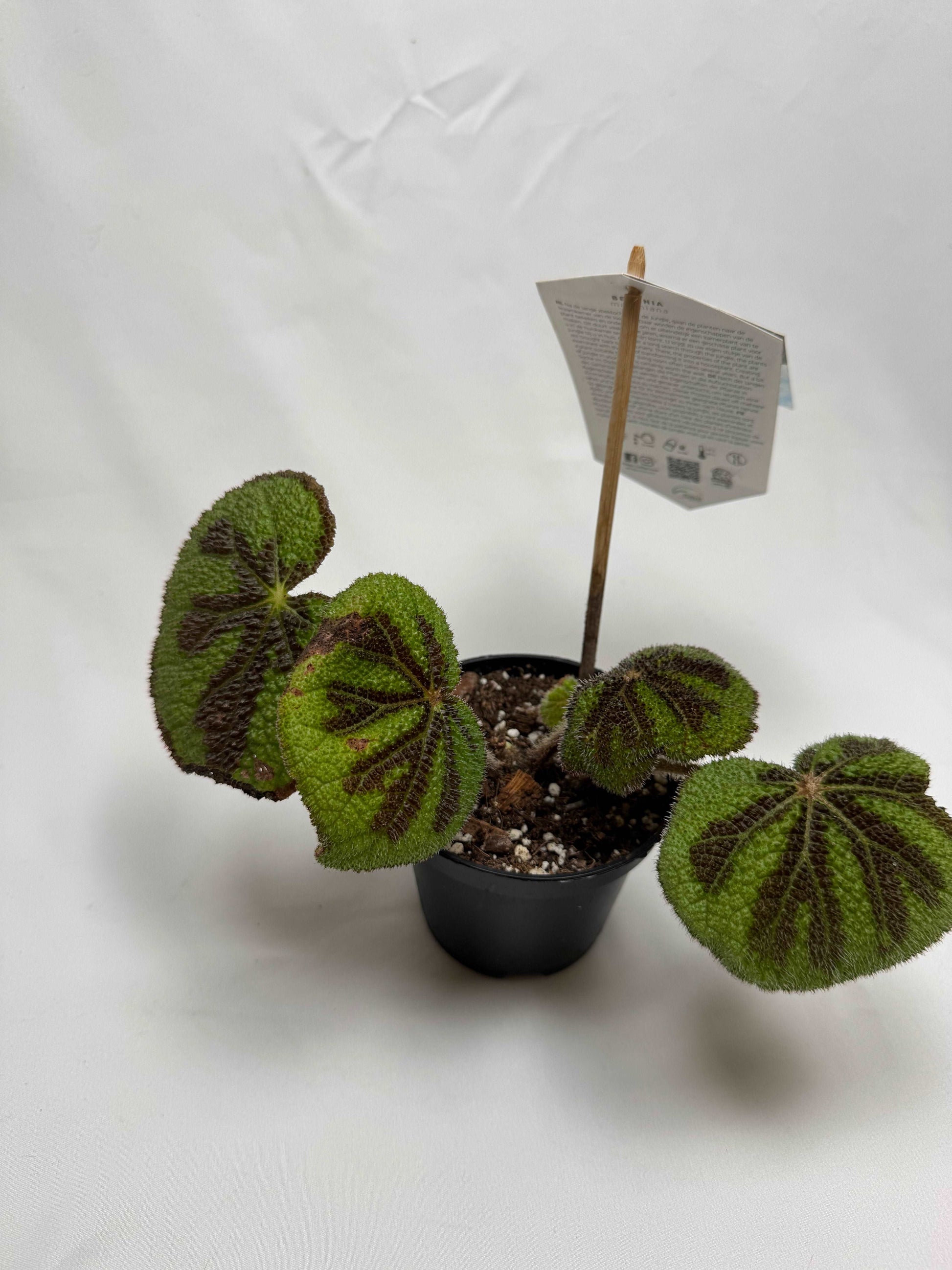 Begonia Masoniana | Giuliana