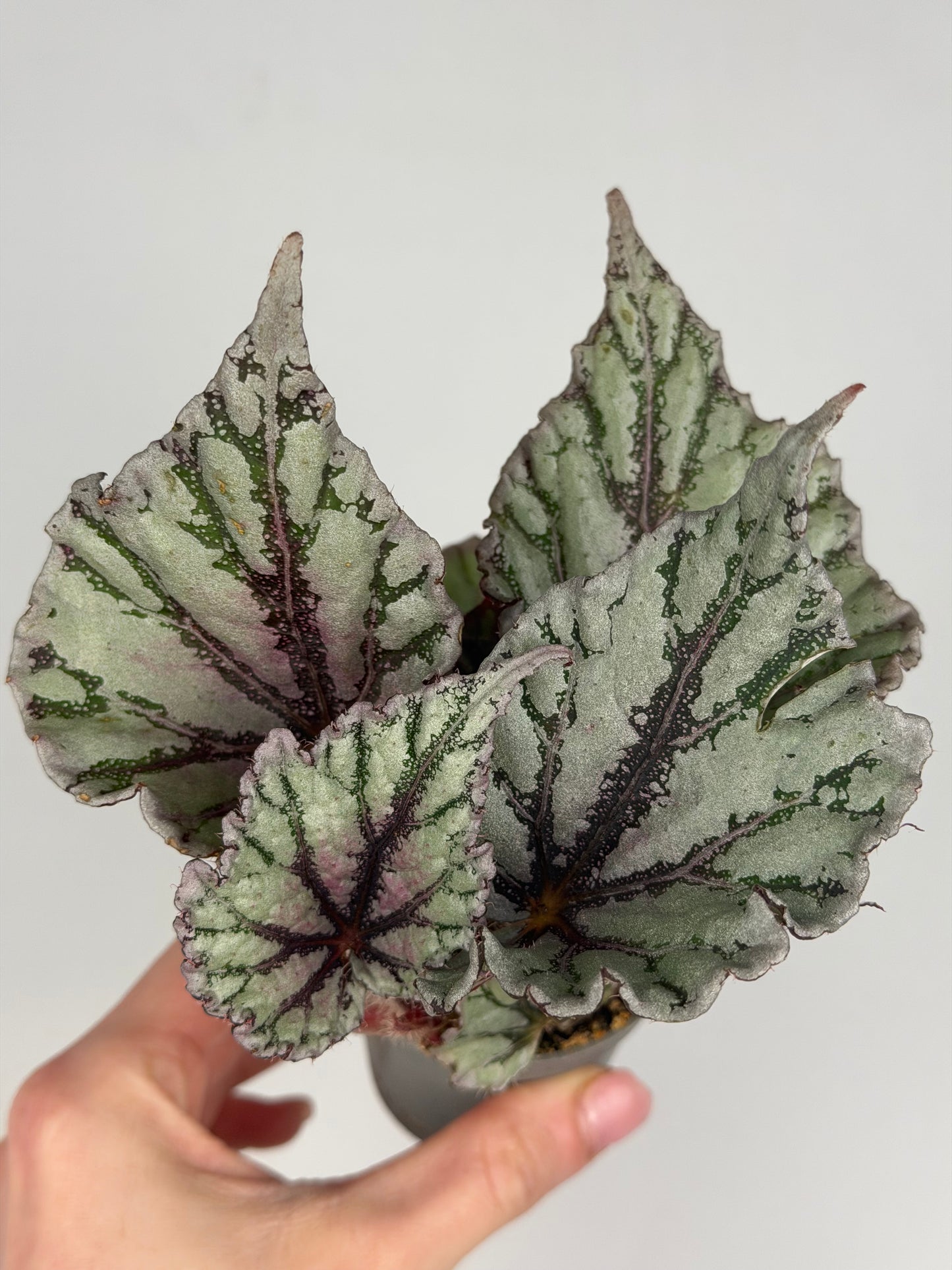 Begonia 'Dew Drop' Begonia Tropical Corner