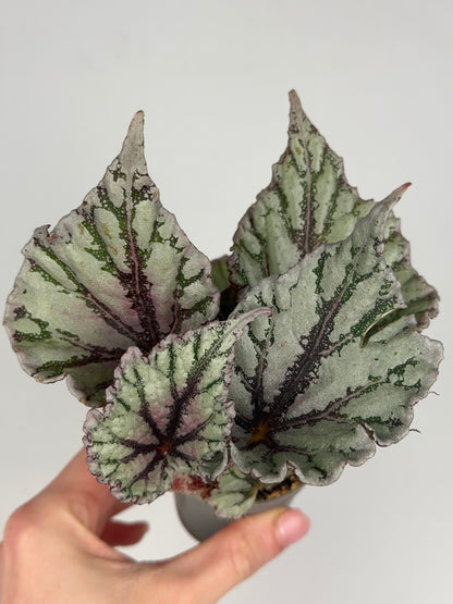 Begonia 'Dew Drop' Begonia Tropical Corner