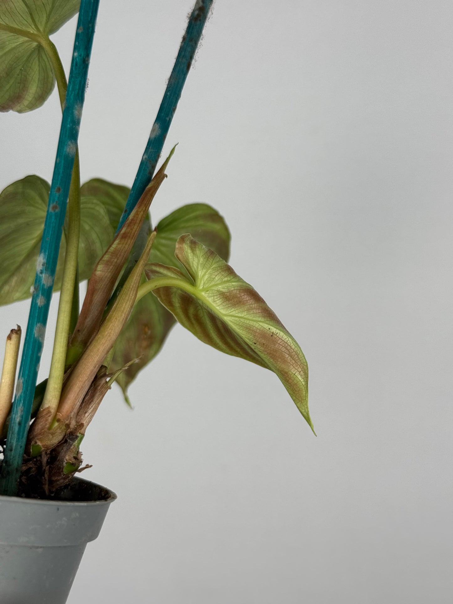 Philodendron El Choco Red | Nilo