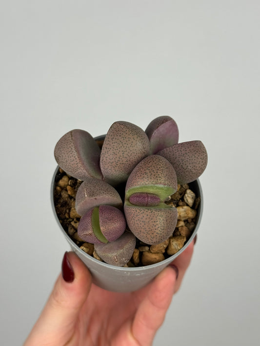 Pleiospilos nelii 'Royal Flush’