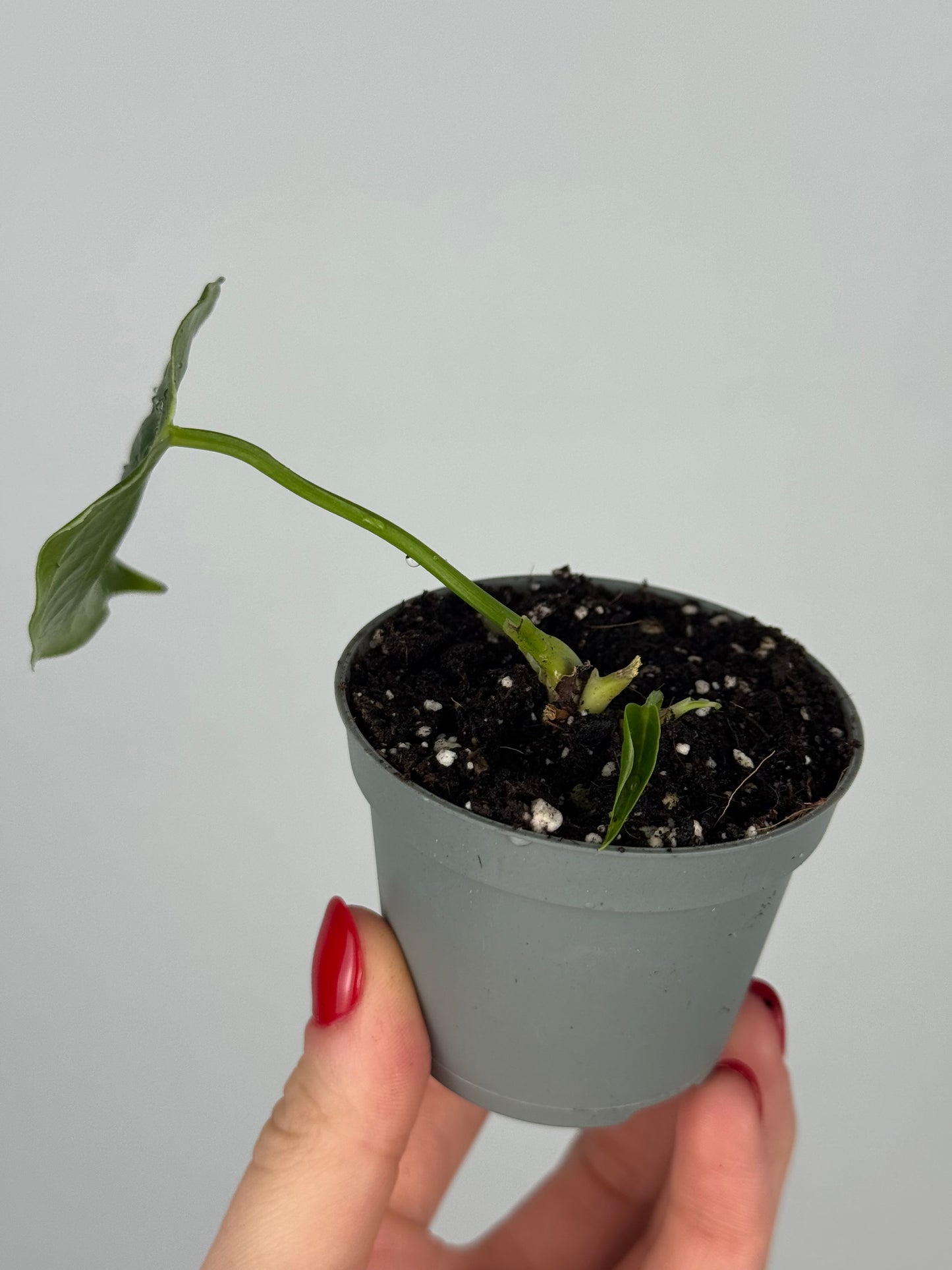 Anthurium Veitchii | Jordan