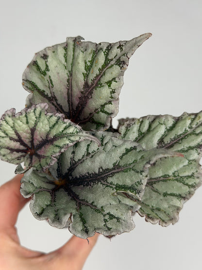 Begonia 'Dew Drop' Begonia Tropical Corner