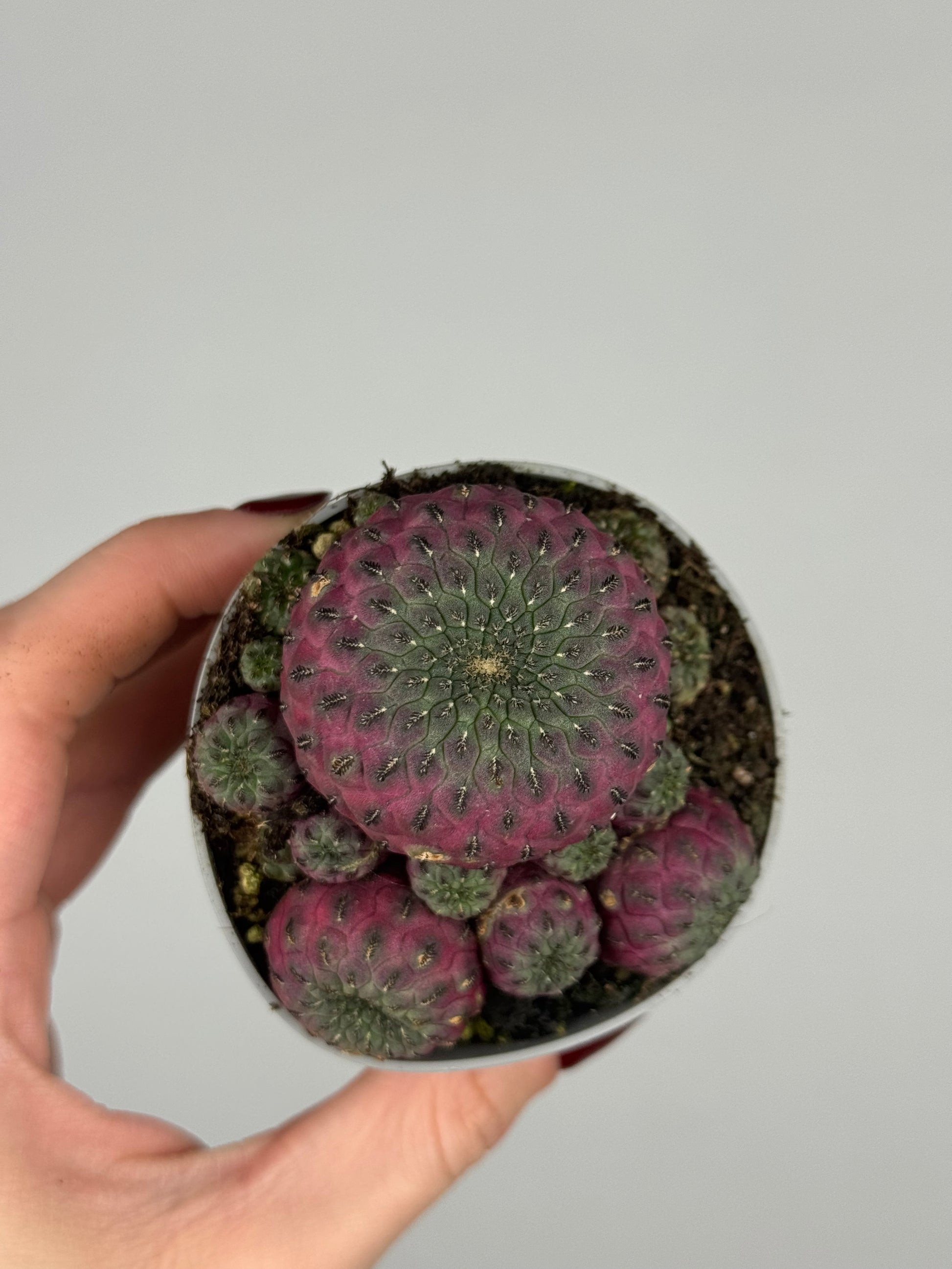 Sulcorebutia rauschii violacidermis
