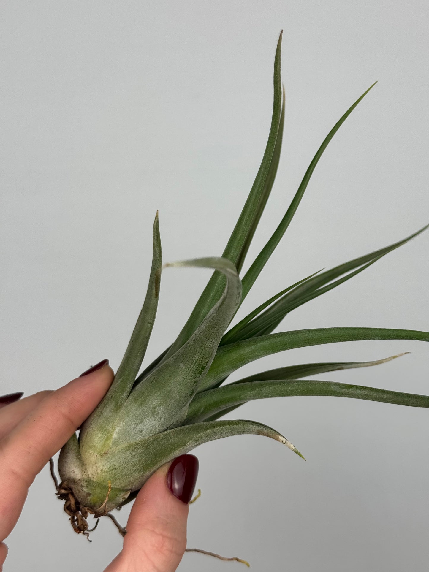 Tillandsia Fasciculata