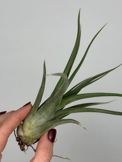 Tillandsia Fasciculata