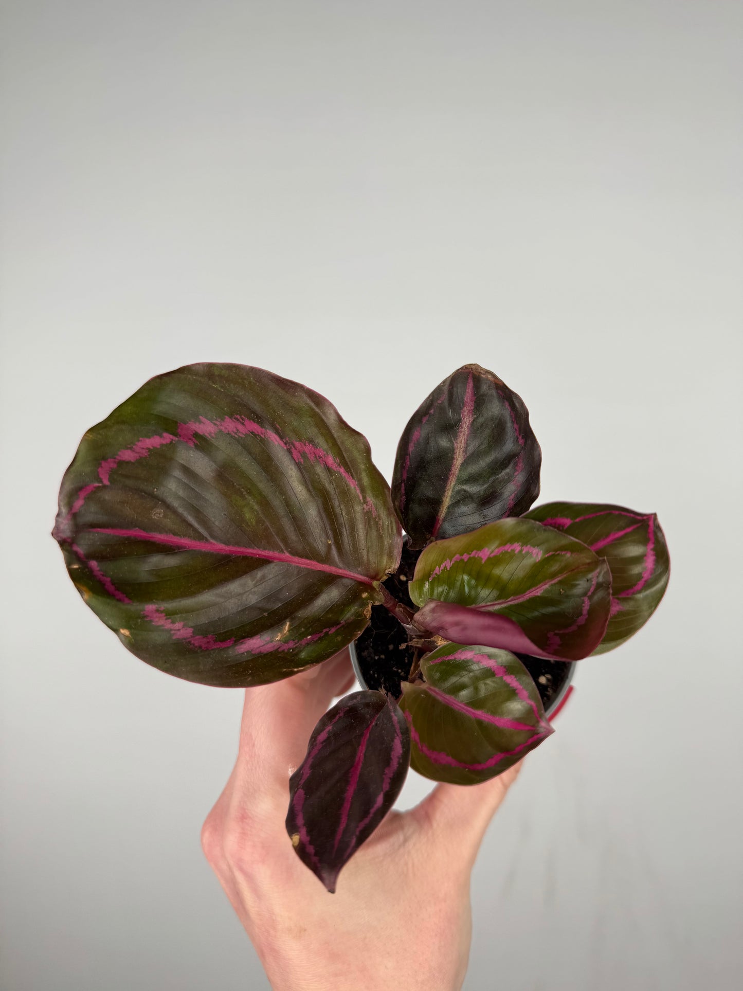 Calathea Roseopicta “Dottie” | Katia