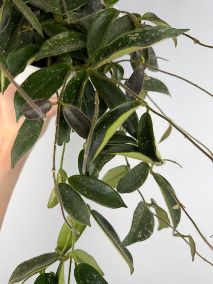 Hoya Thomsonii Hoya Tropical Corner