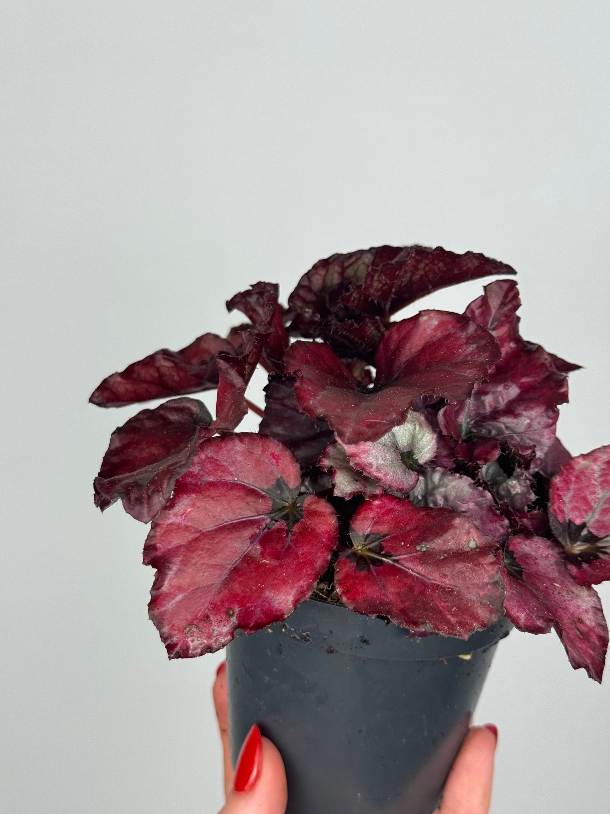 Begonia “Red Bull”