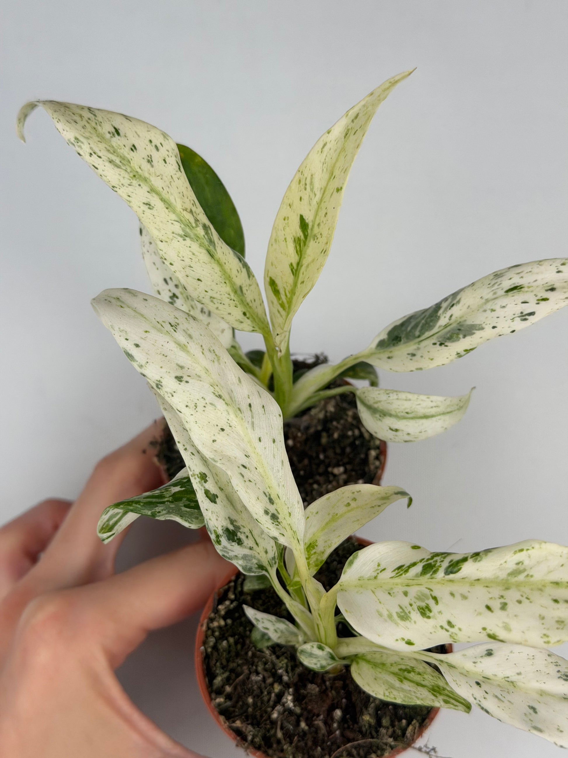 Rhaphidophora Puberula 'Variegata' Rhaphidophora Tropical Corner