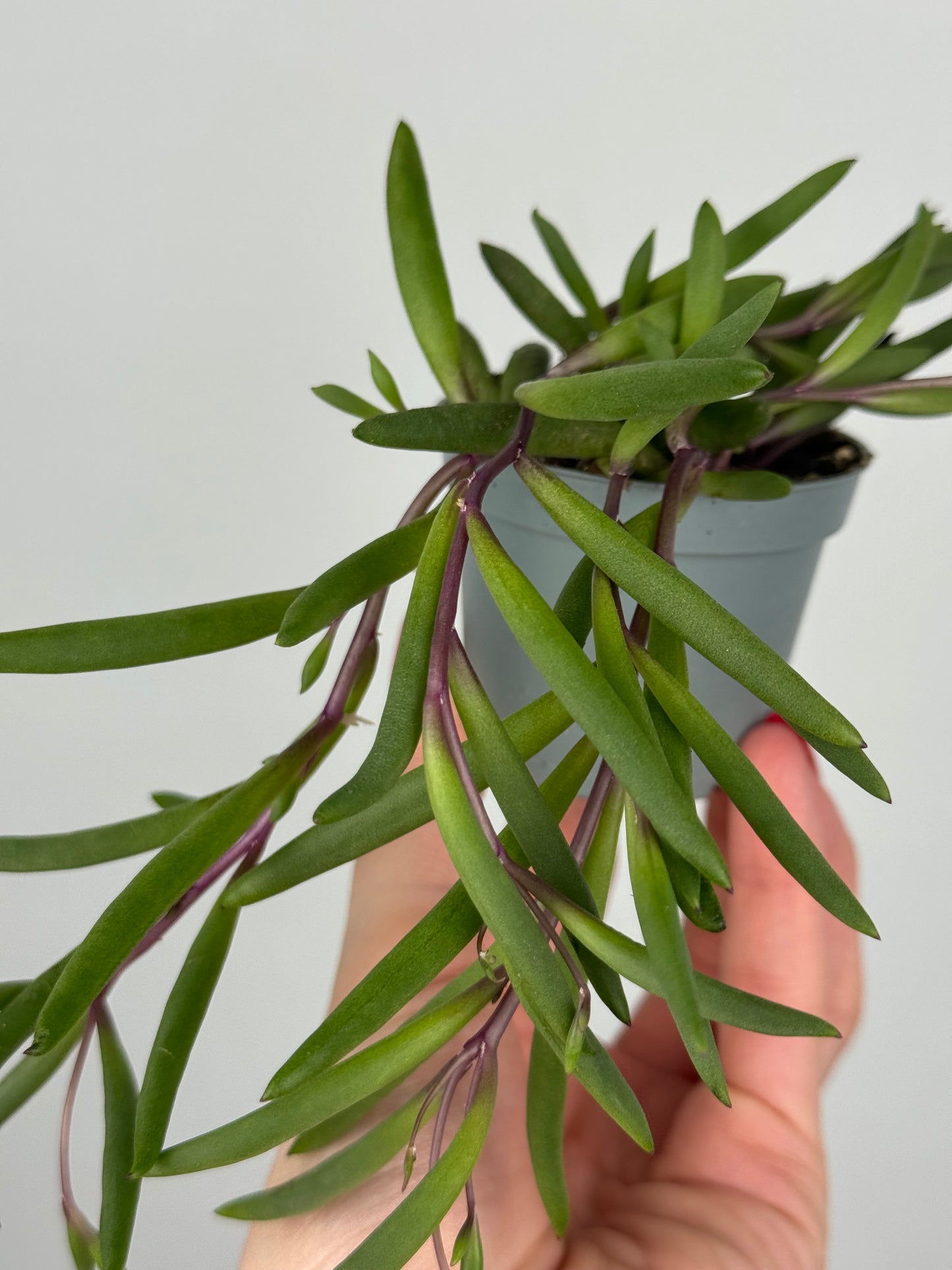 Senecio herreianus “Purple Flush”