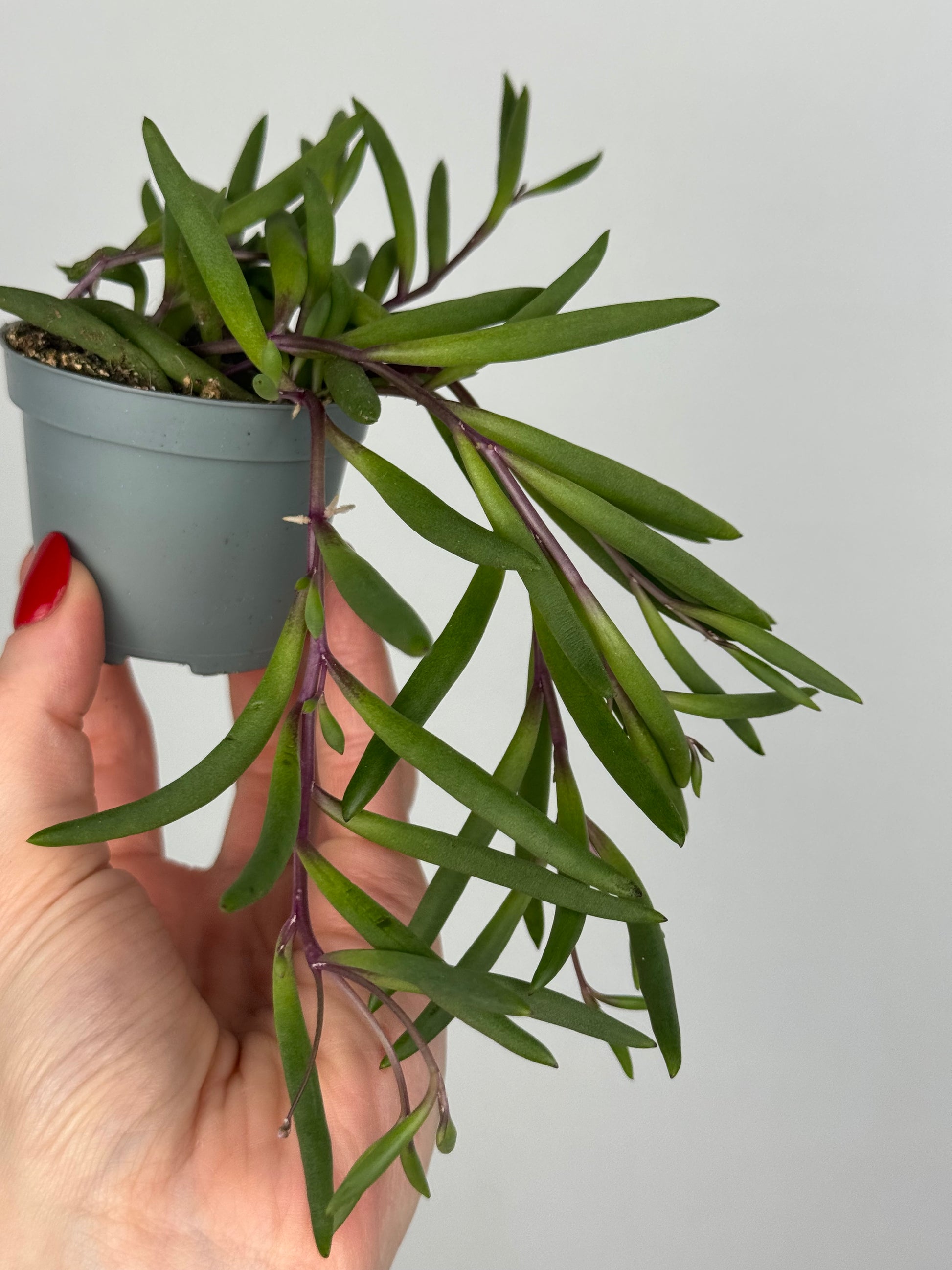 Senecio herreianus “Purple Flush”