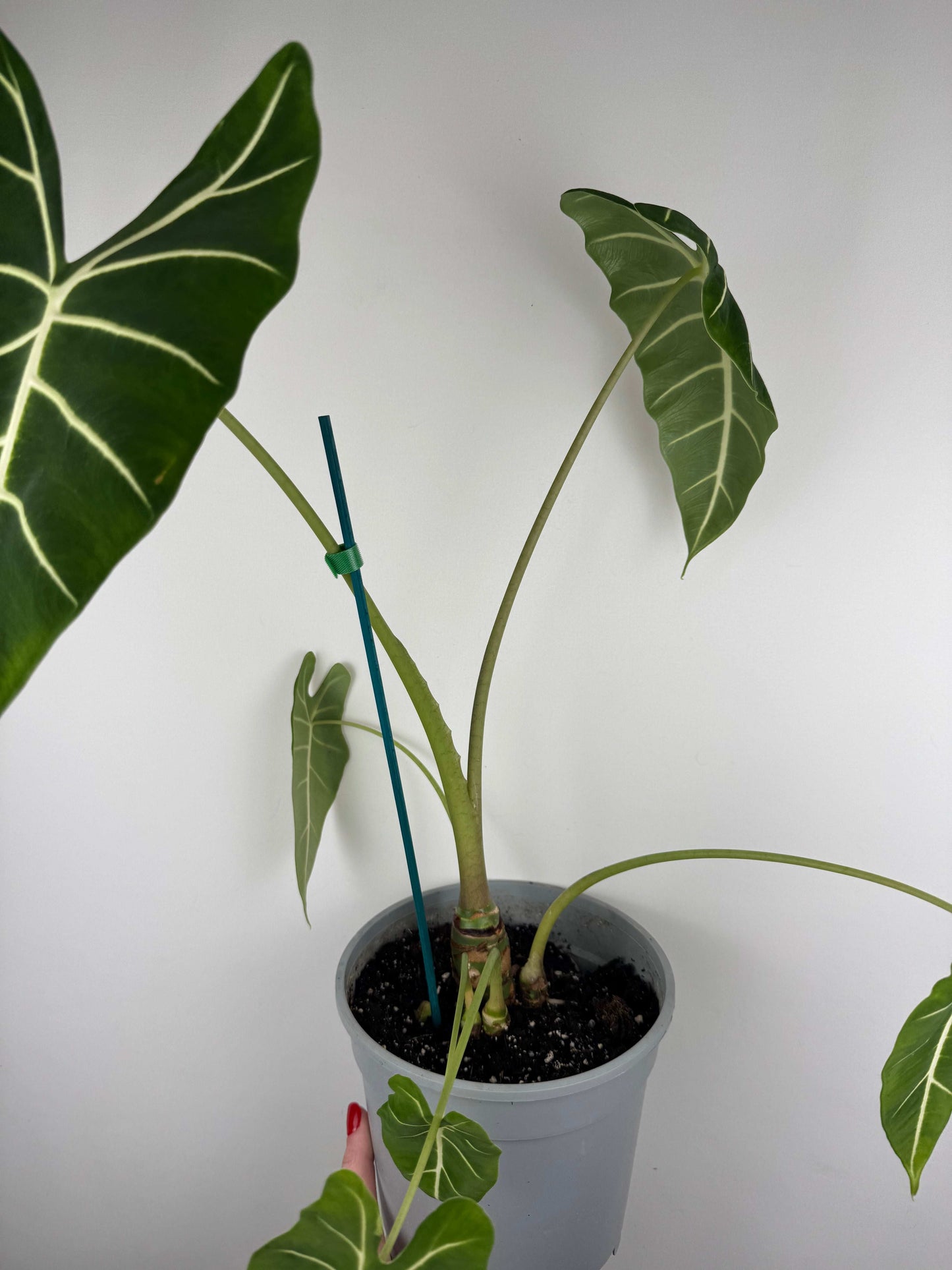 Alocasia Micholitziana Frydek | Alice
