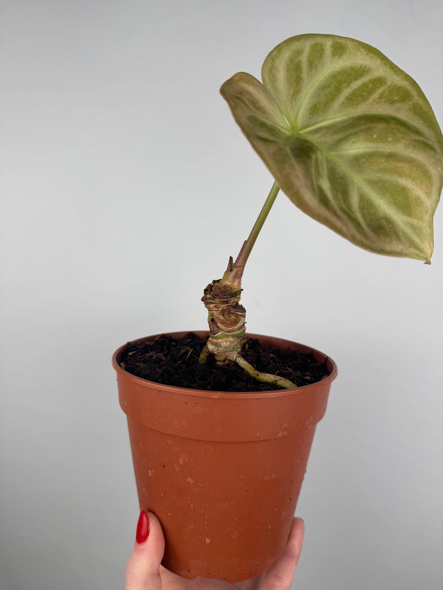 Anthurium “Crystallinum” | Richard