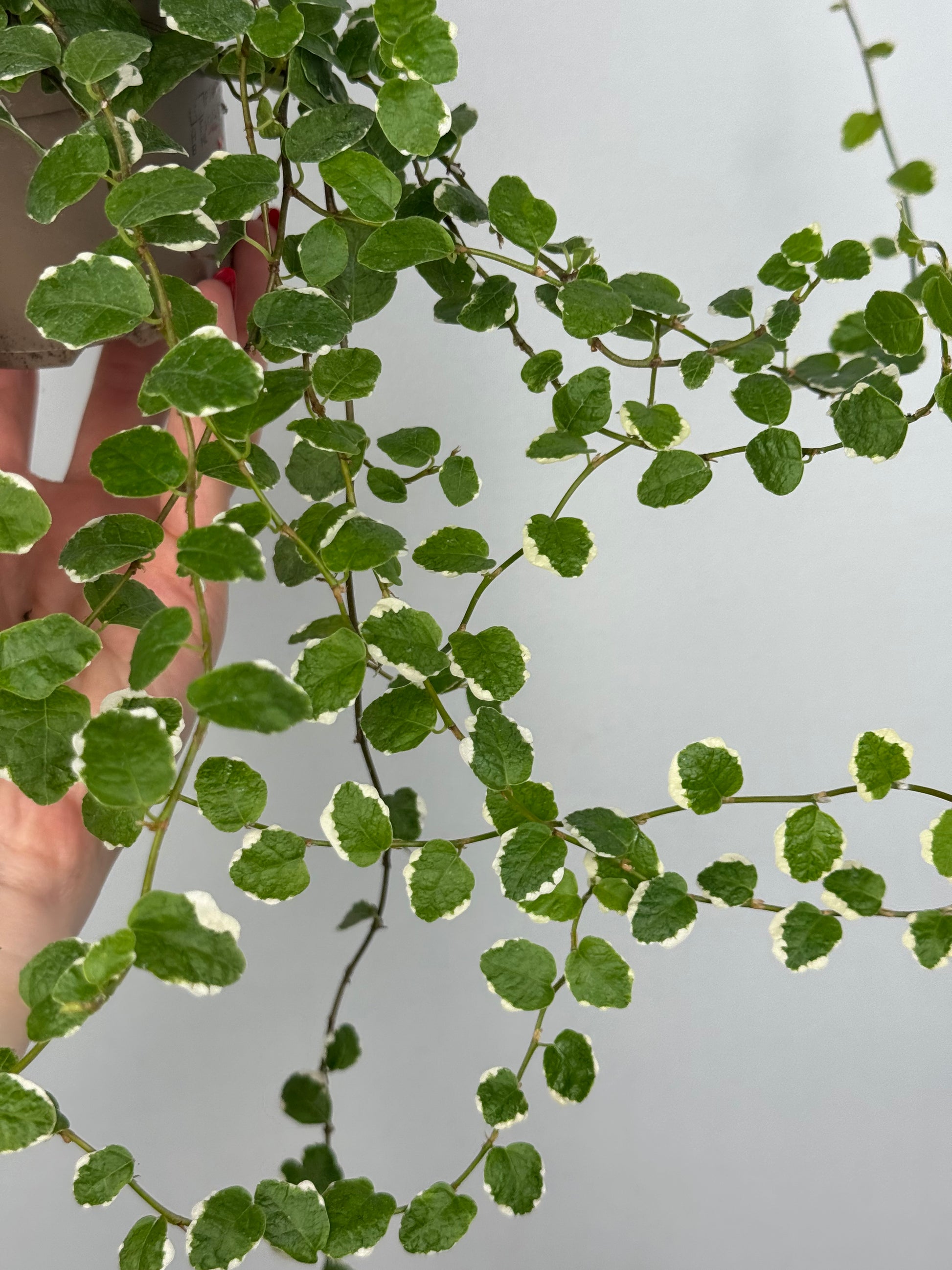 Ficus Pumila “White Sunny”