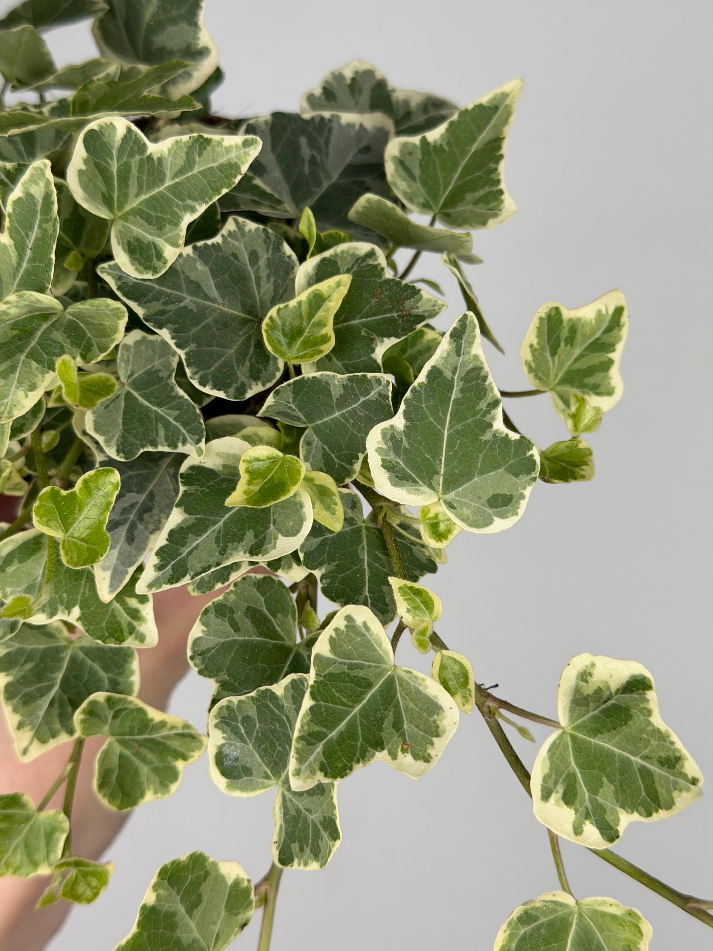 Hedera hel. 'White Wonder' Hedera Tropical Corner