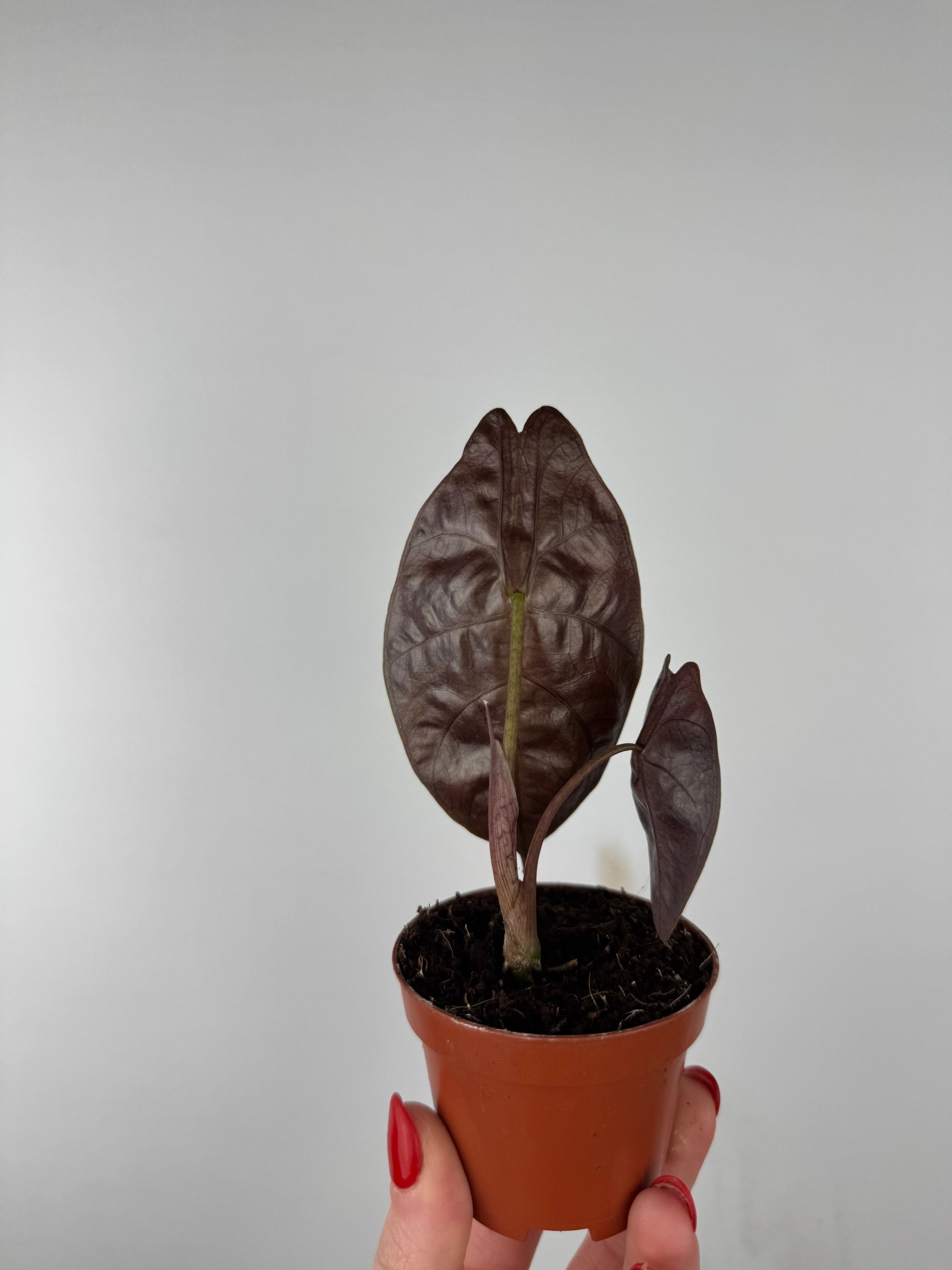 Alocasia Suhirmaniana “Red Petiole”