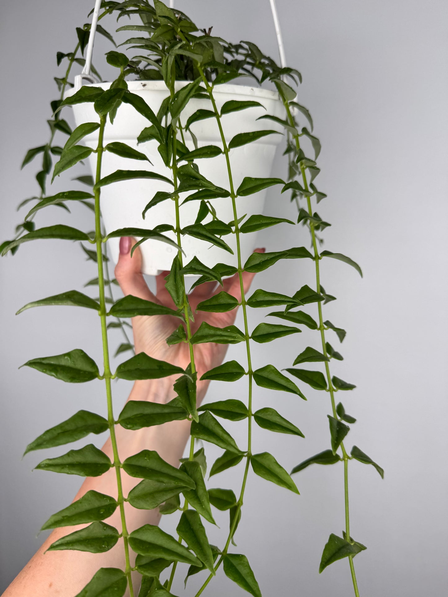 Hoya Bella