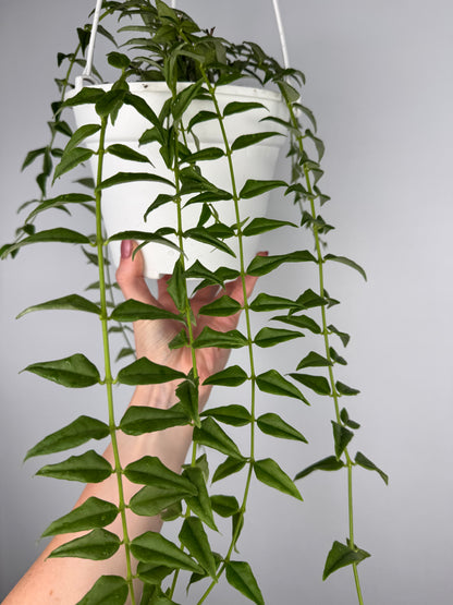 Hoya Bella