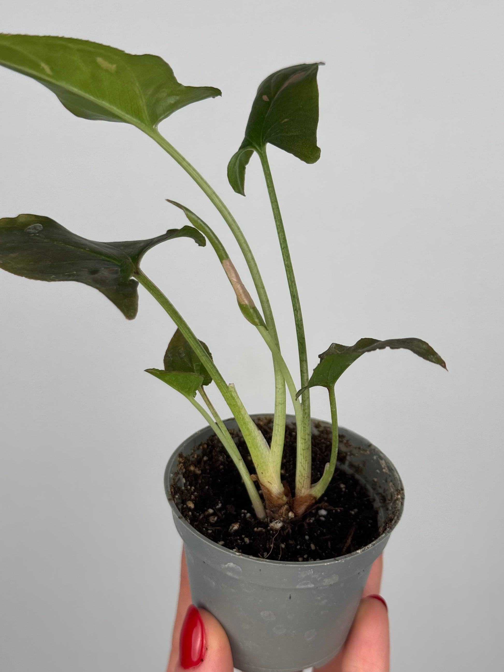 Syngonium Pink Splash | Tito