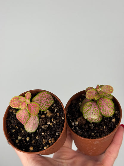 Fittonia Bundle | Dina & Dinetta