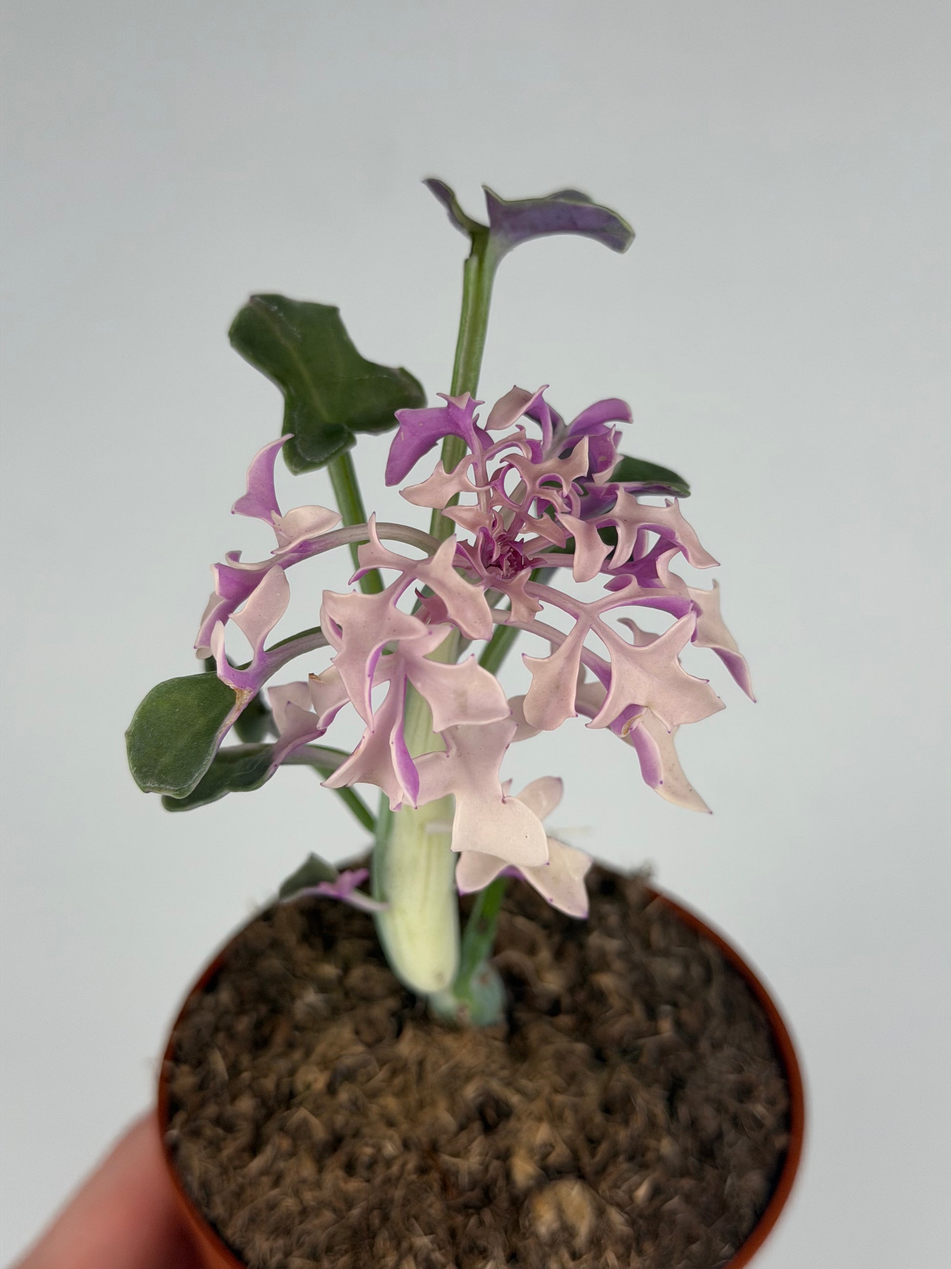 Senecio Articulatus Variegata Tropical Corner