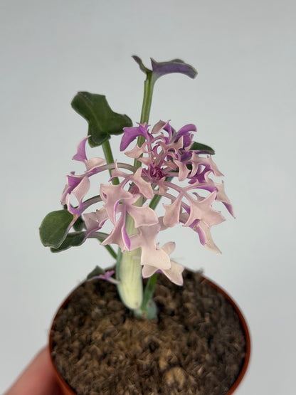 Senecio Articulatus Variegata Tropical Corner