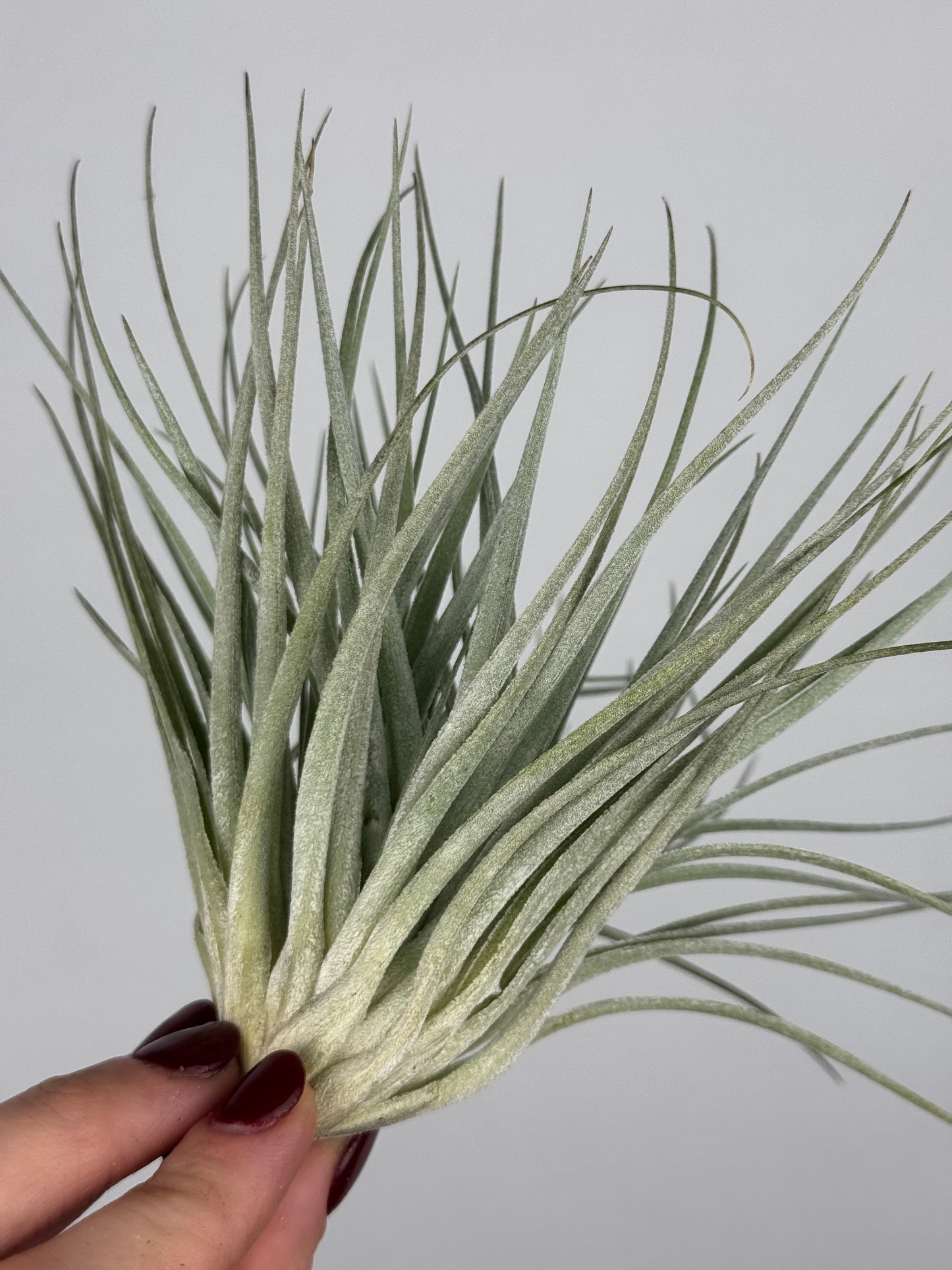 Tillandsia 'Super Silver'