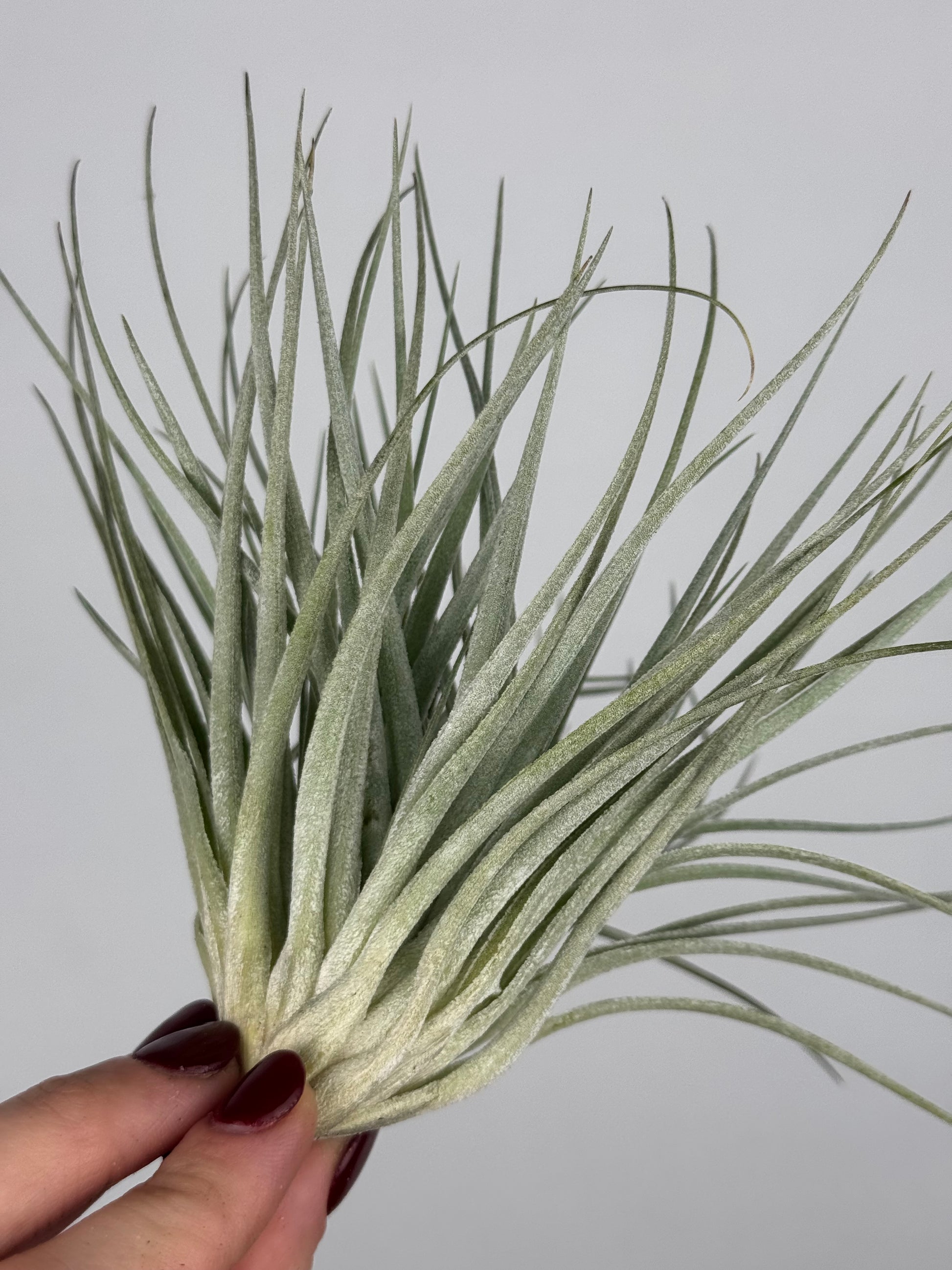 Tillandsia 'Super Silver'