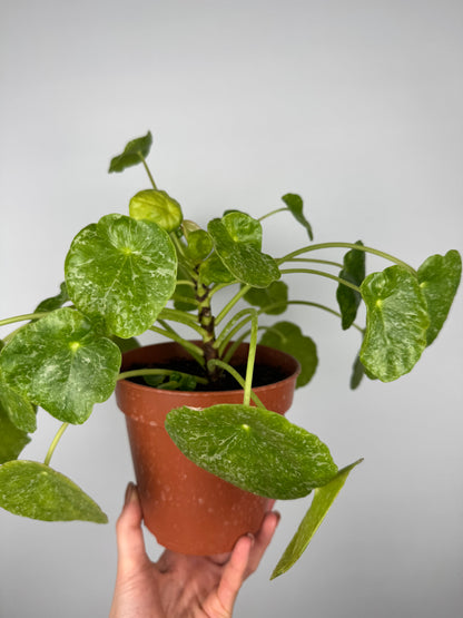 Pilea Peperomioides “Sugar” | Lana