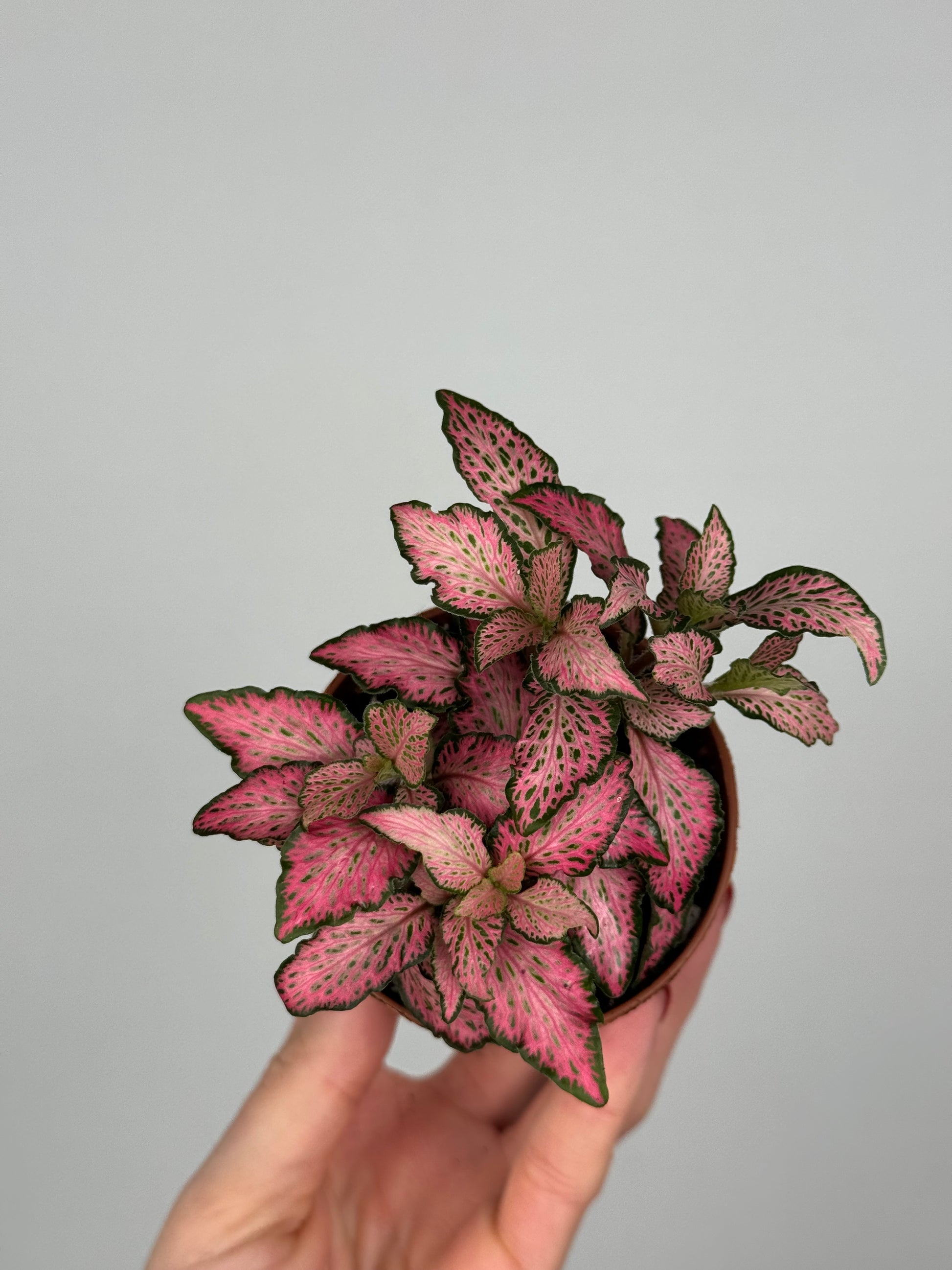 Fittonia Pink 'Forest Flame'