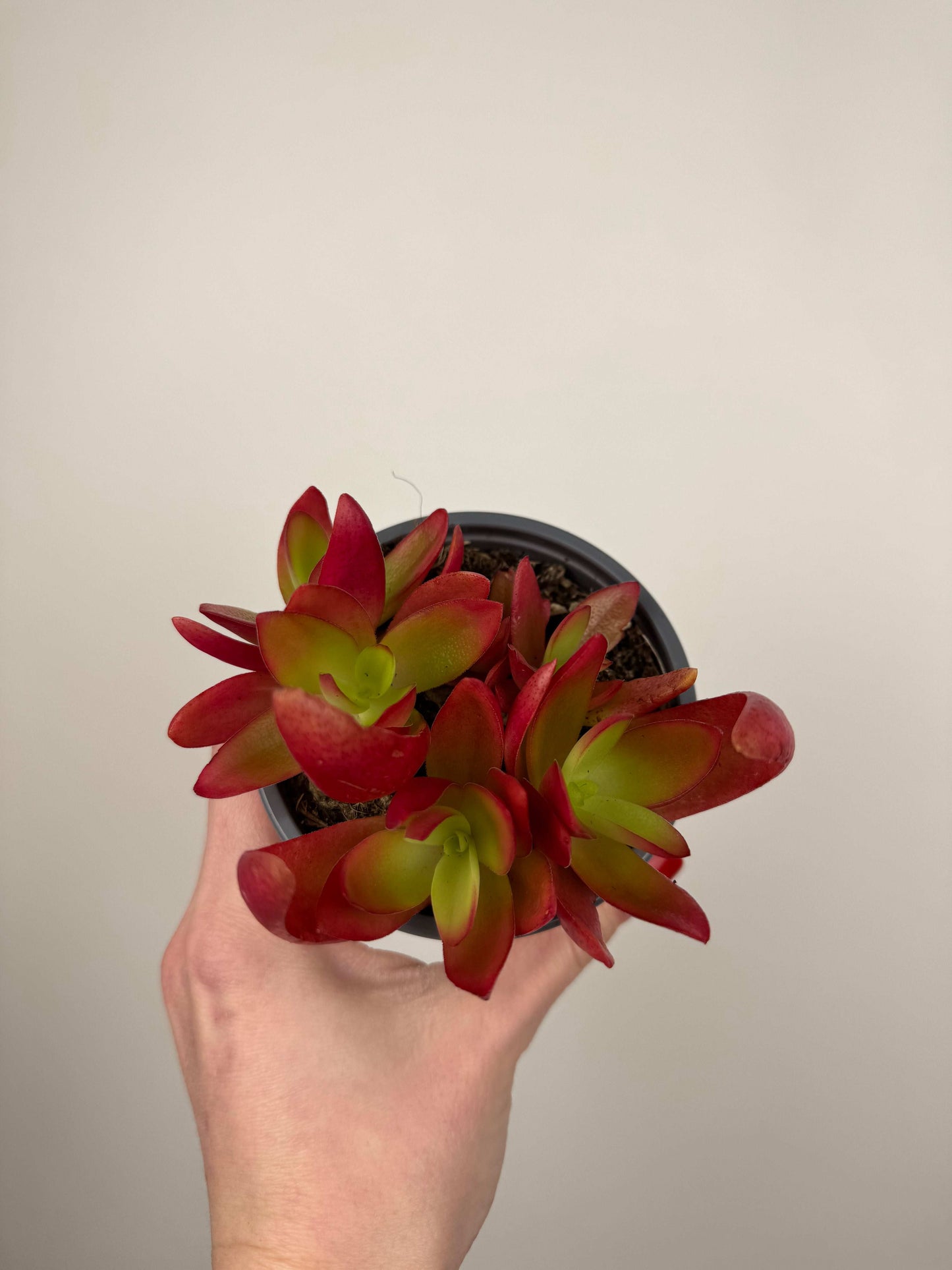 Crassula Capitella “Campfire”