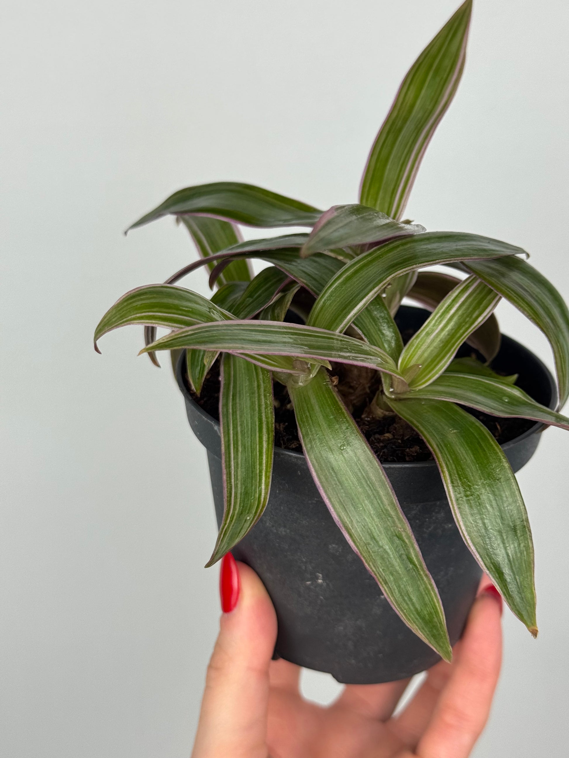 Tradescantia Spathacea | Orelia