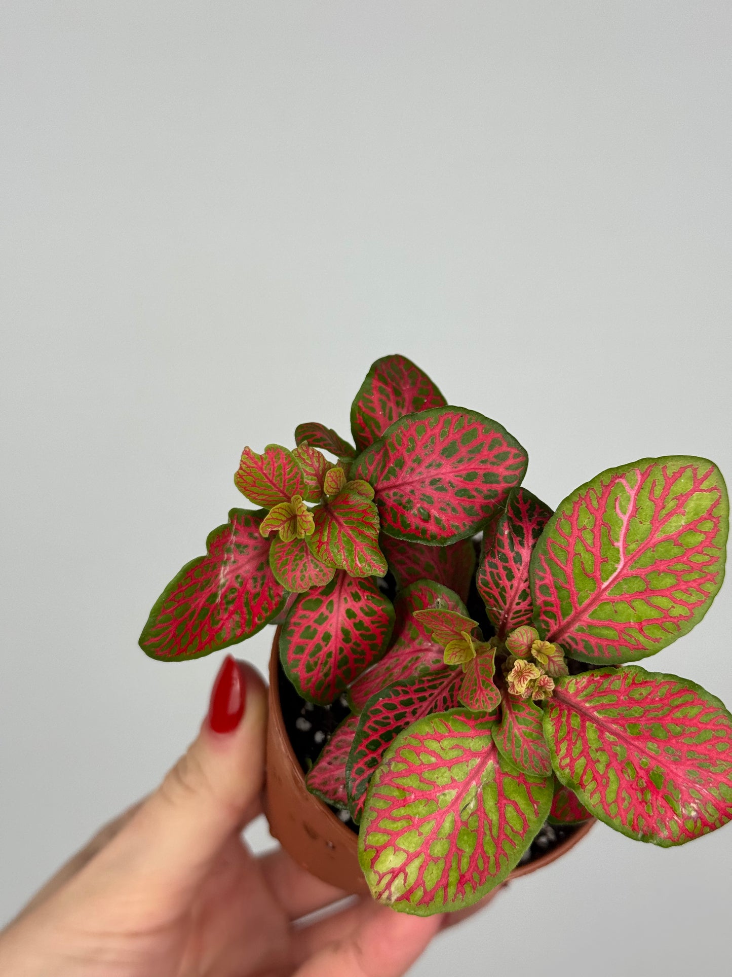 Fittonia “Skeleton”