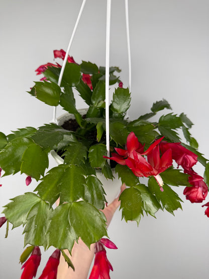Schlumbergera Rossa