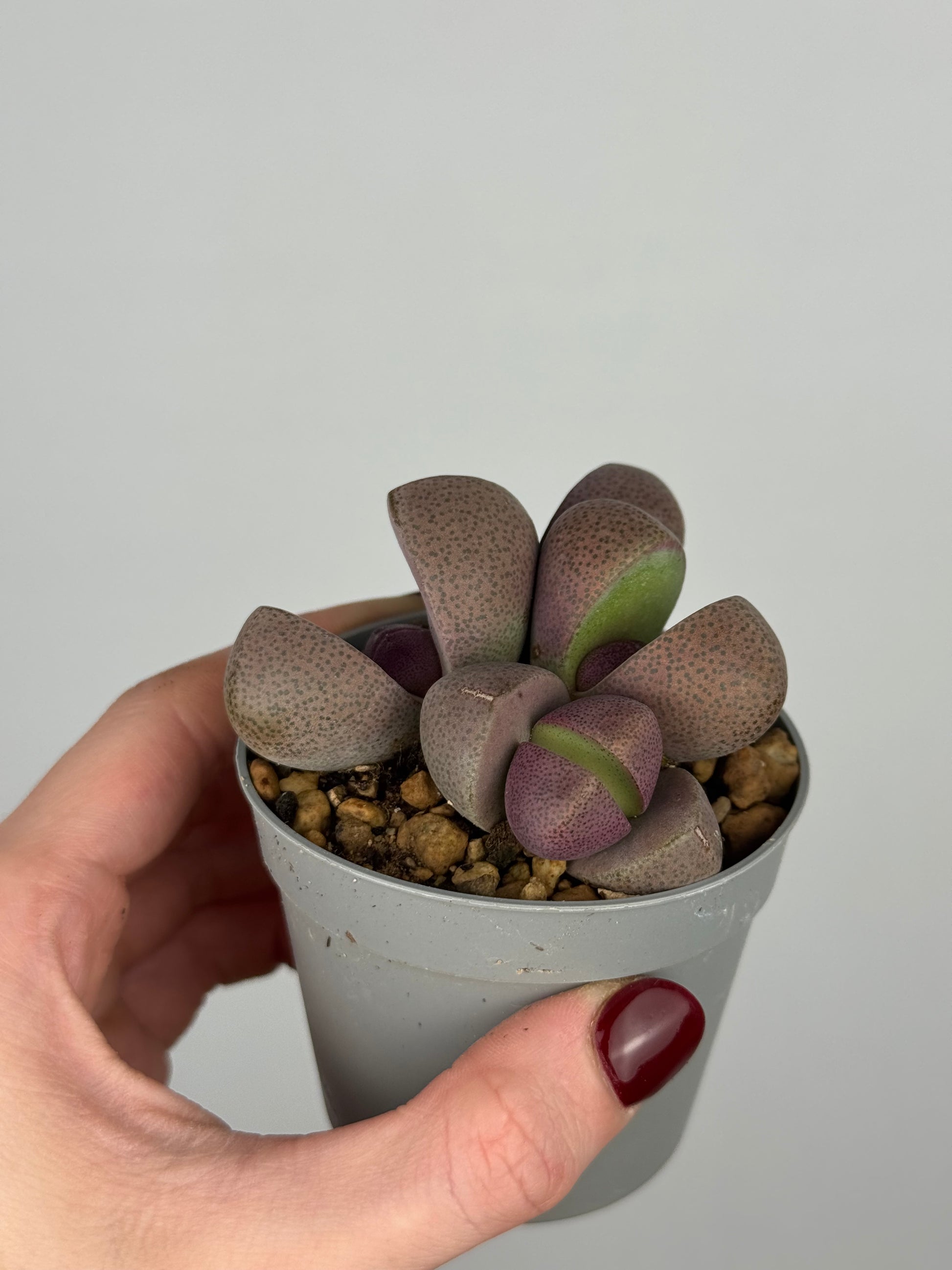 Pleiospilos nelii 'Royal Flush’