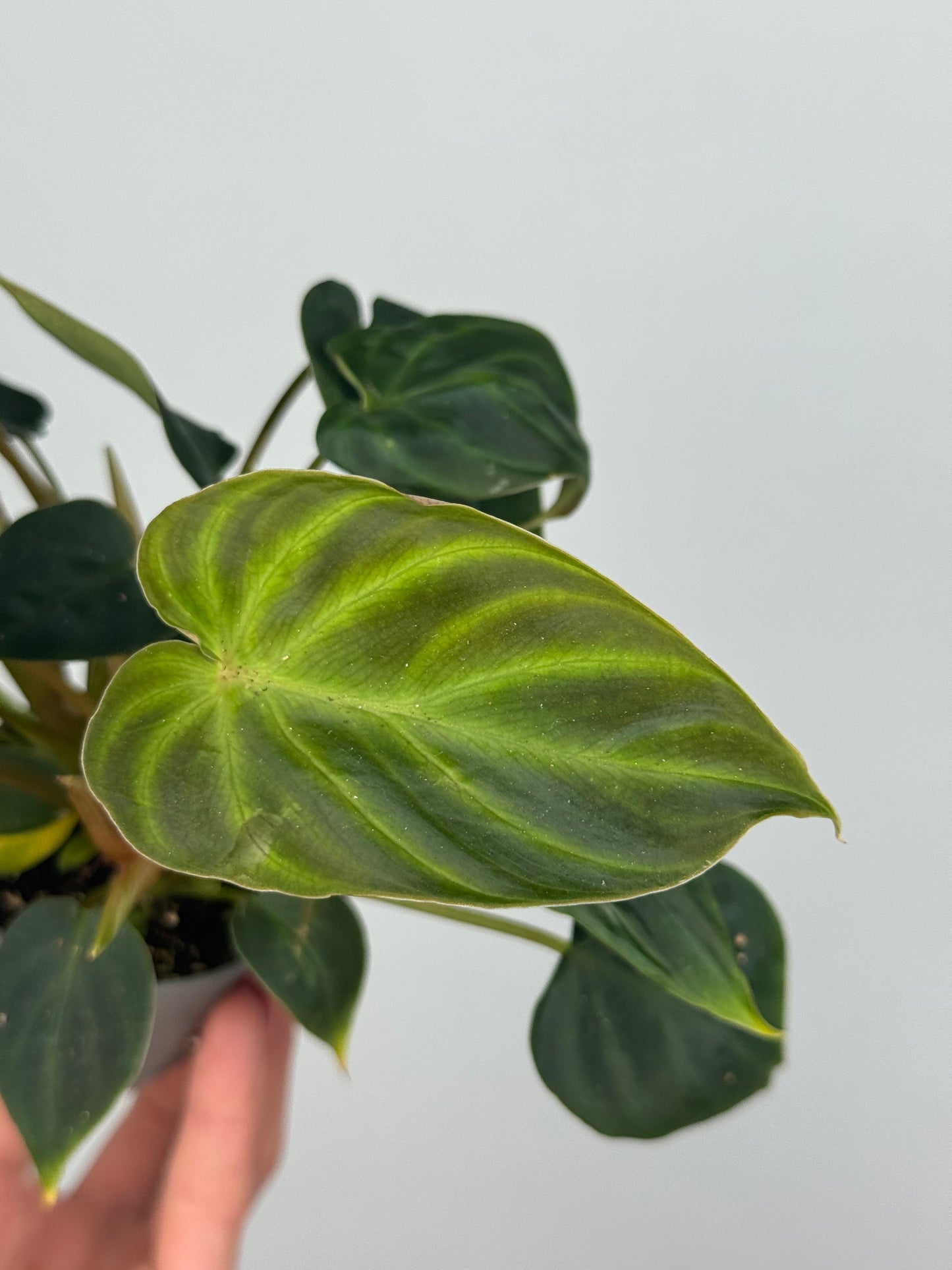 Philodendron El Choco Red