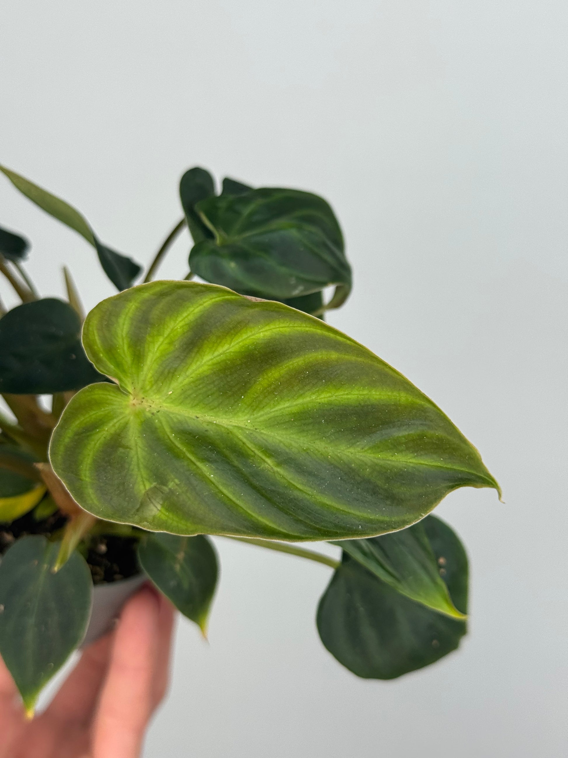 Philodendron El Choco Red